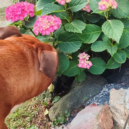 Maxim Ház Appartamento Hévíz