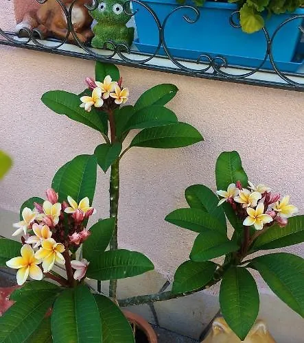 Maxim Haz Апартаменты