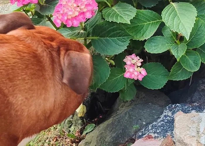 Maxim Haz Апартаменты Хевиз